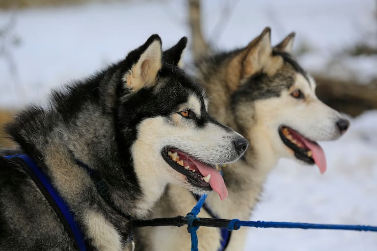Zwei Sibirische Huskies