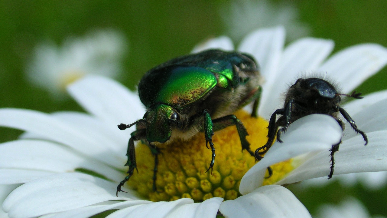 Käfer auf einer Margerite