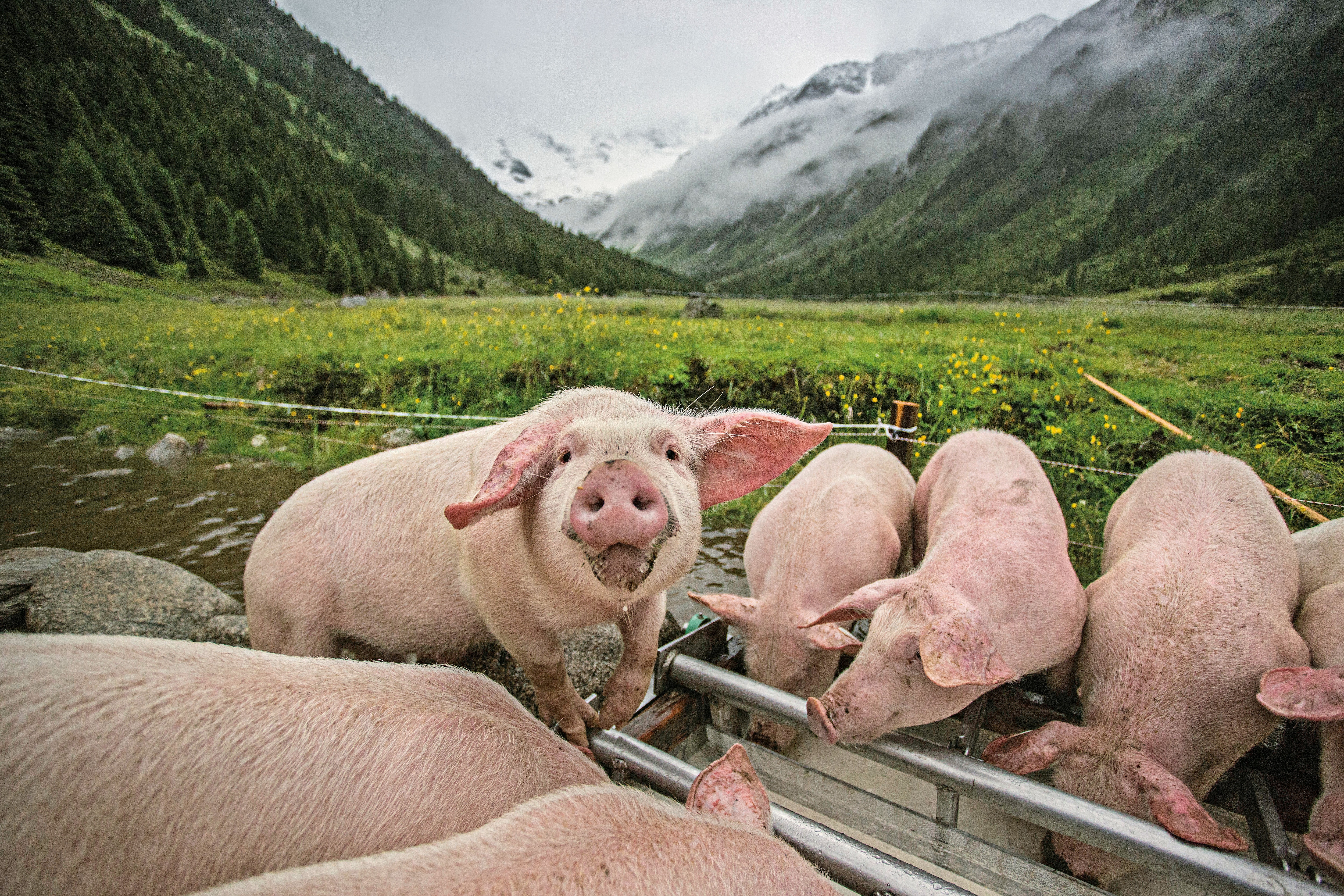 Schweine auf der Jaidbachalm in Salzburg