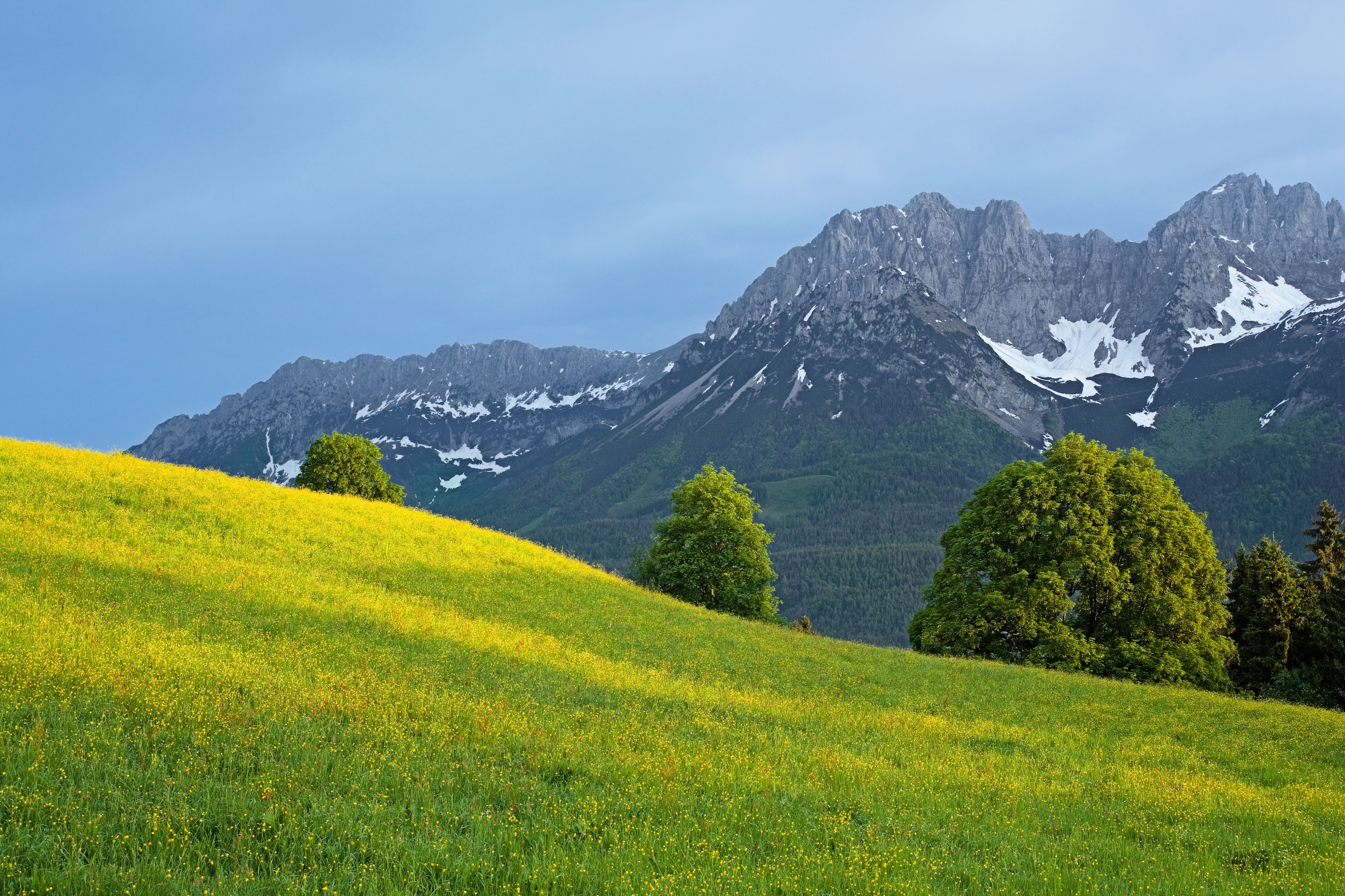 Frühlingswiese am Astberg mit Blick auf den Wilden Kaiser
