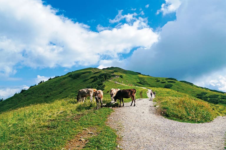 Wandern in den Allgäuer Alpen: Aufs Fellhorn in Vorarlberg