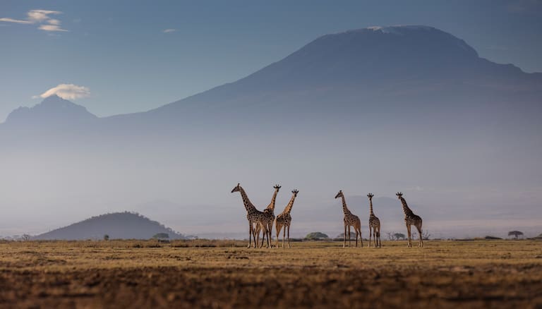 Masai Giraffen vor dem Kilimanjaro
