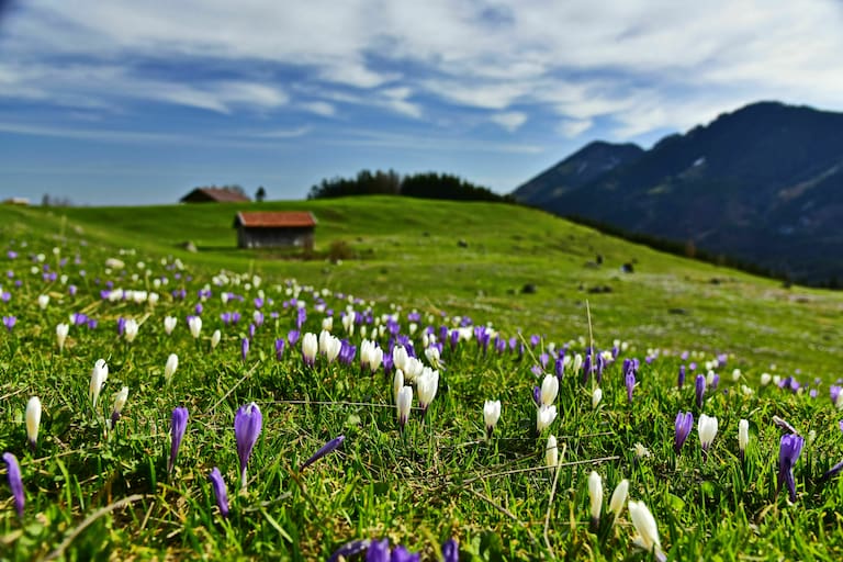 Krokuswiese in den Alpen