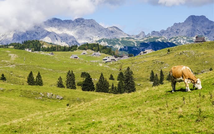 Die schönsten Kühe der Alpen - Bergwelten