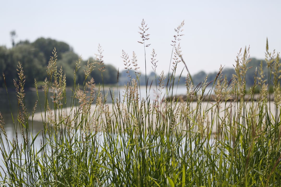 Die Donauauen – Naherholungsgebiet, Kleinod und Lebensraum für viele Tiere