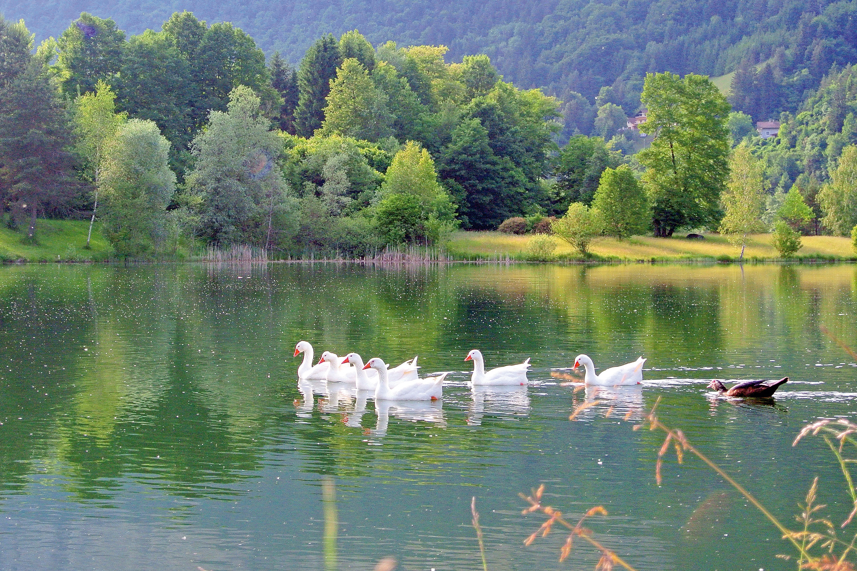 Kärntner Seen: Linsendorfer See