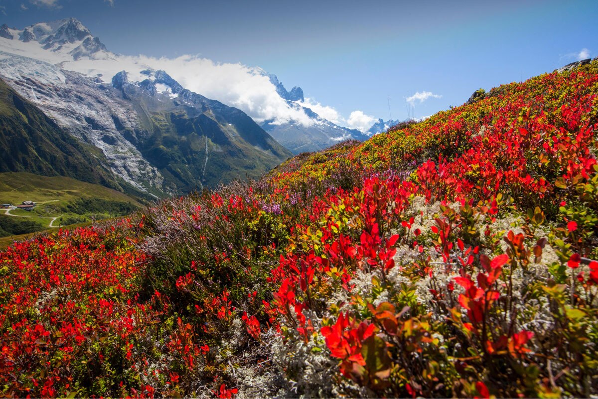 Die Farben des Spätsommers, im Hintergrund das Mont Blanc-Massiv