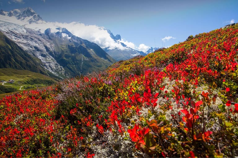 Die Farben des Spätsommers, im Hintergrund das Mont Blanc-Massiv