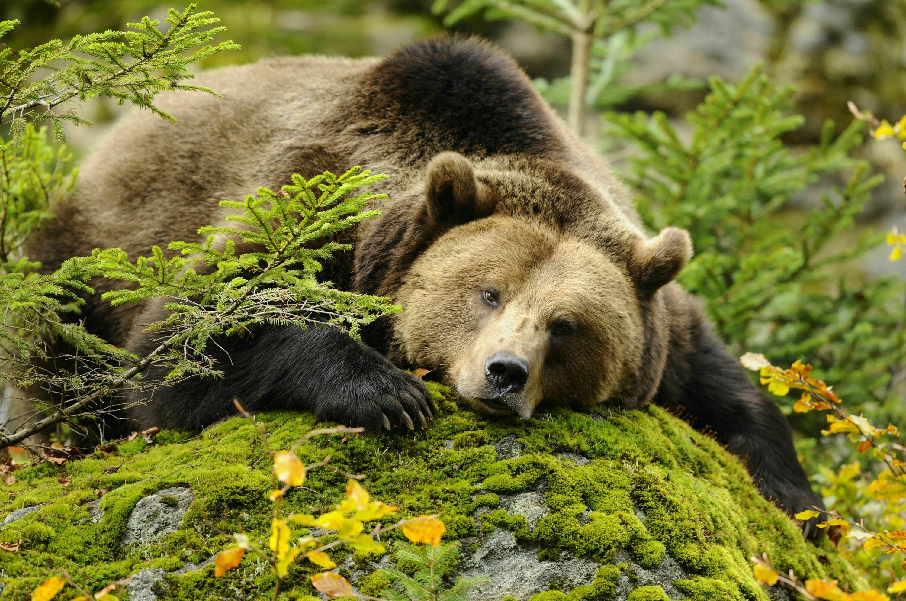 6 sch tzenswerte Tiere der Alpen Bergwelten 6 sch tzenswerte Tiere der Alpen Bergwelten