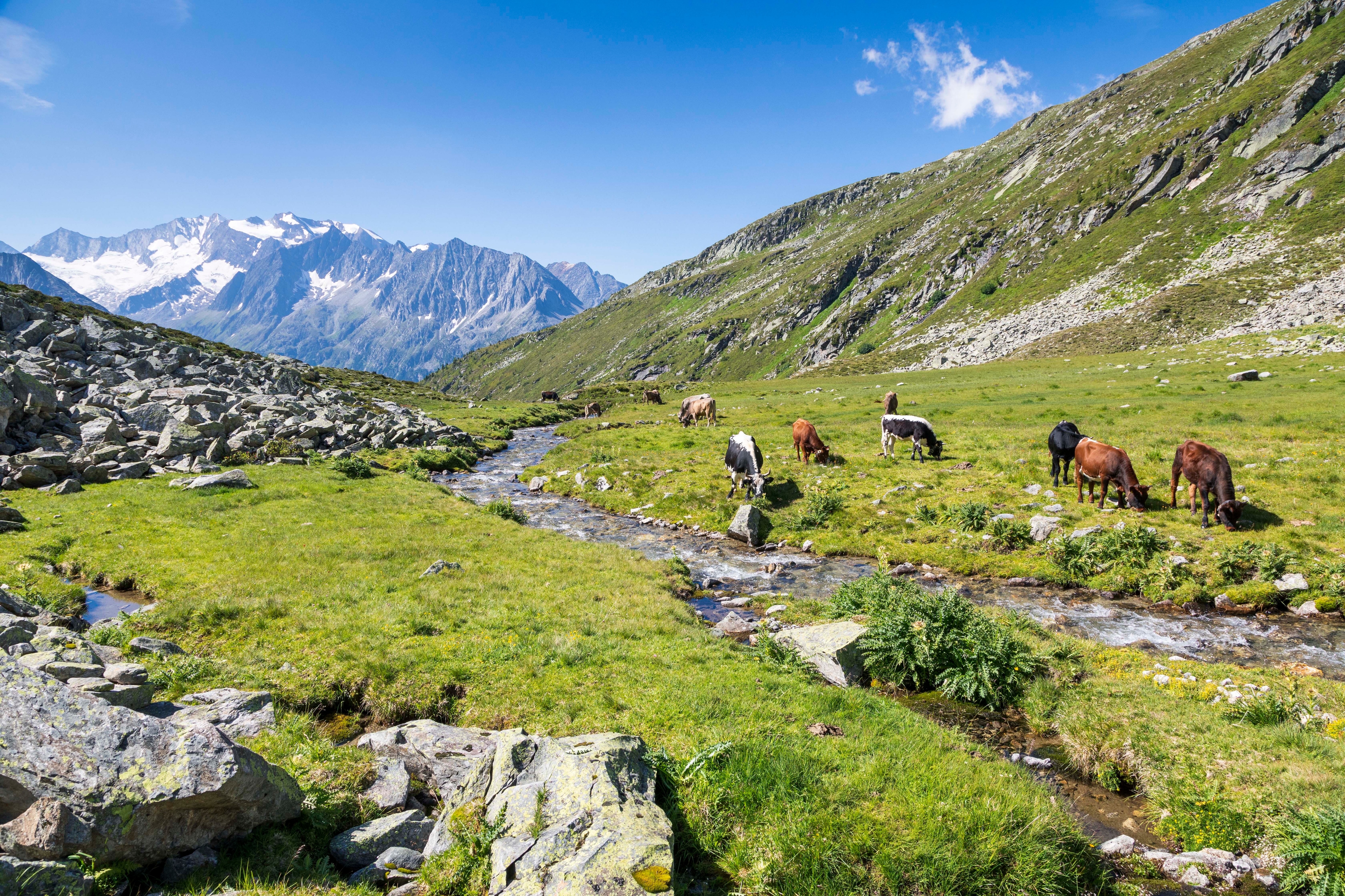 Weidende Kühe am Lapenkarbach in Tirol