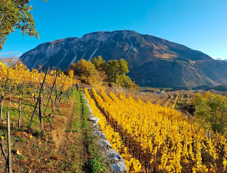 Spätherbstliche Wanderung durch die Weinhügel bei Siders im Kanton Wallis