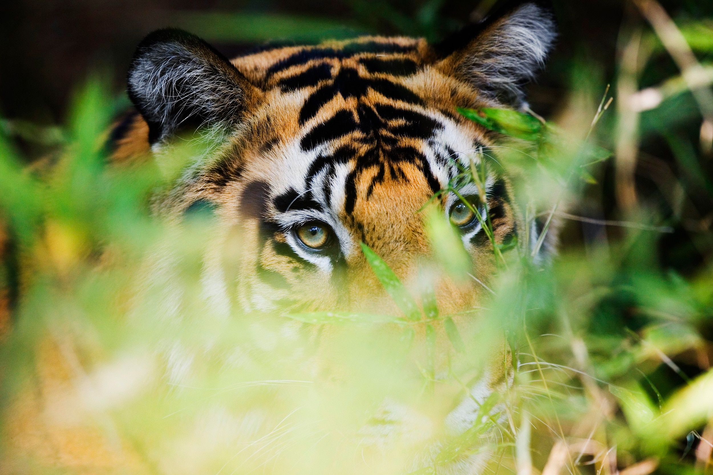 Indien Bandhavgarh Tiger