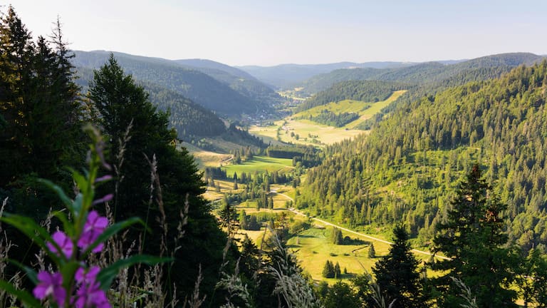 Menzenschwander Geißenpfad: Hochschwarzwald in Baden-Württemberg