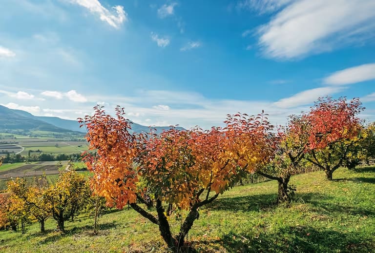 Der Metzinger Weinerlebnispfad lockt nicht nur im Herbst