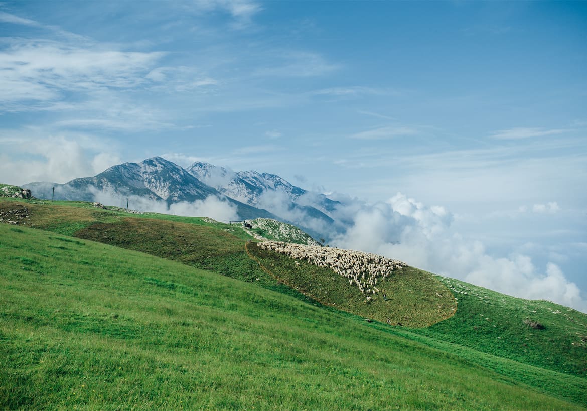 Eine Schafherde am Berg.
