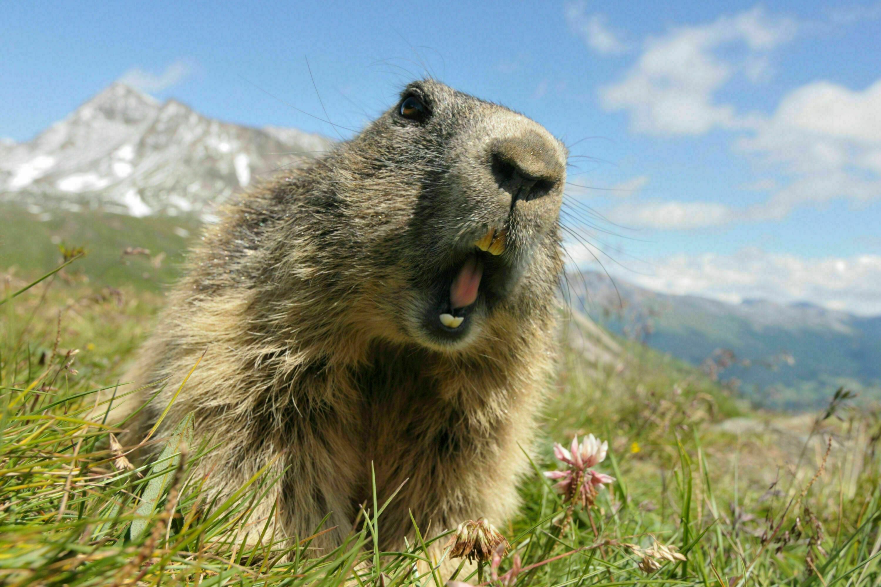 7 Tiere Der Alpen Im Portrat Bergwelten