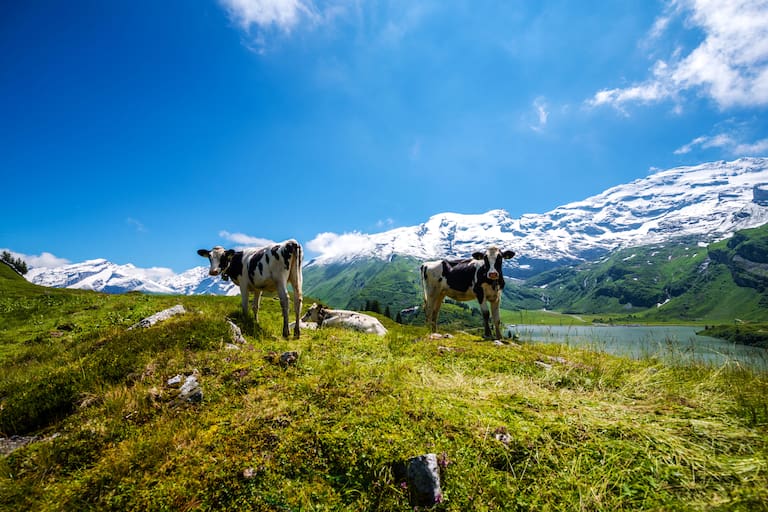 Wandern in der Zentralschweiz: Kühe entlang der Tour zum Engstlensee
