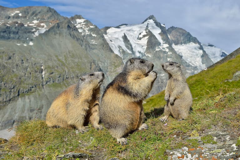 Berg-Know-How: Tiere der Alpen