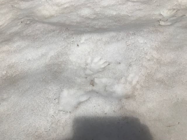 Im Frühling sieht man gelegentlich Murmeltierspuren im Schnee.
