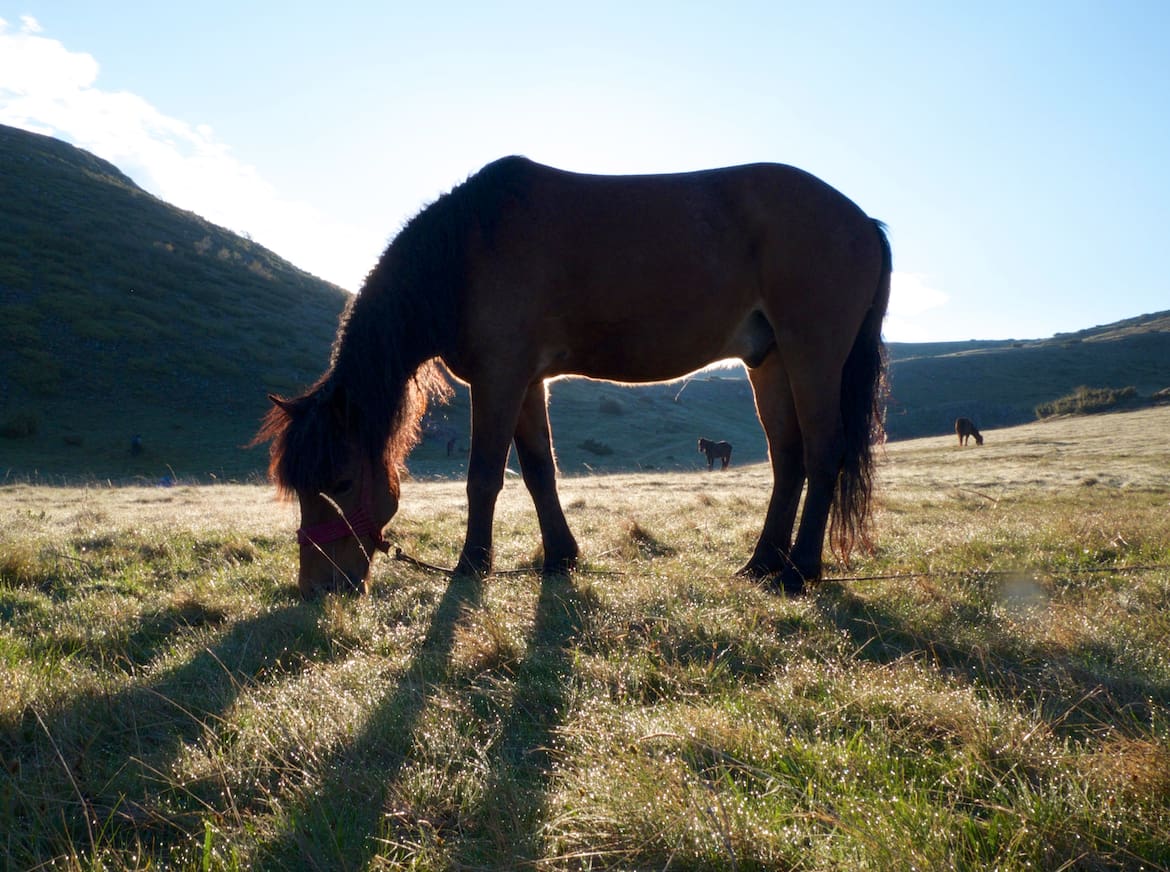 Die Entdeckung der Einsamkeit: Pferdereiten in Mazedonien