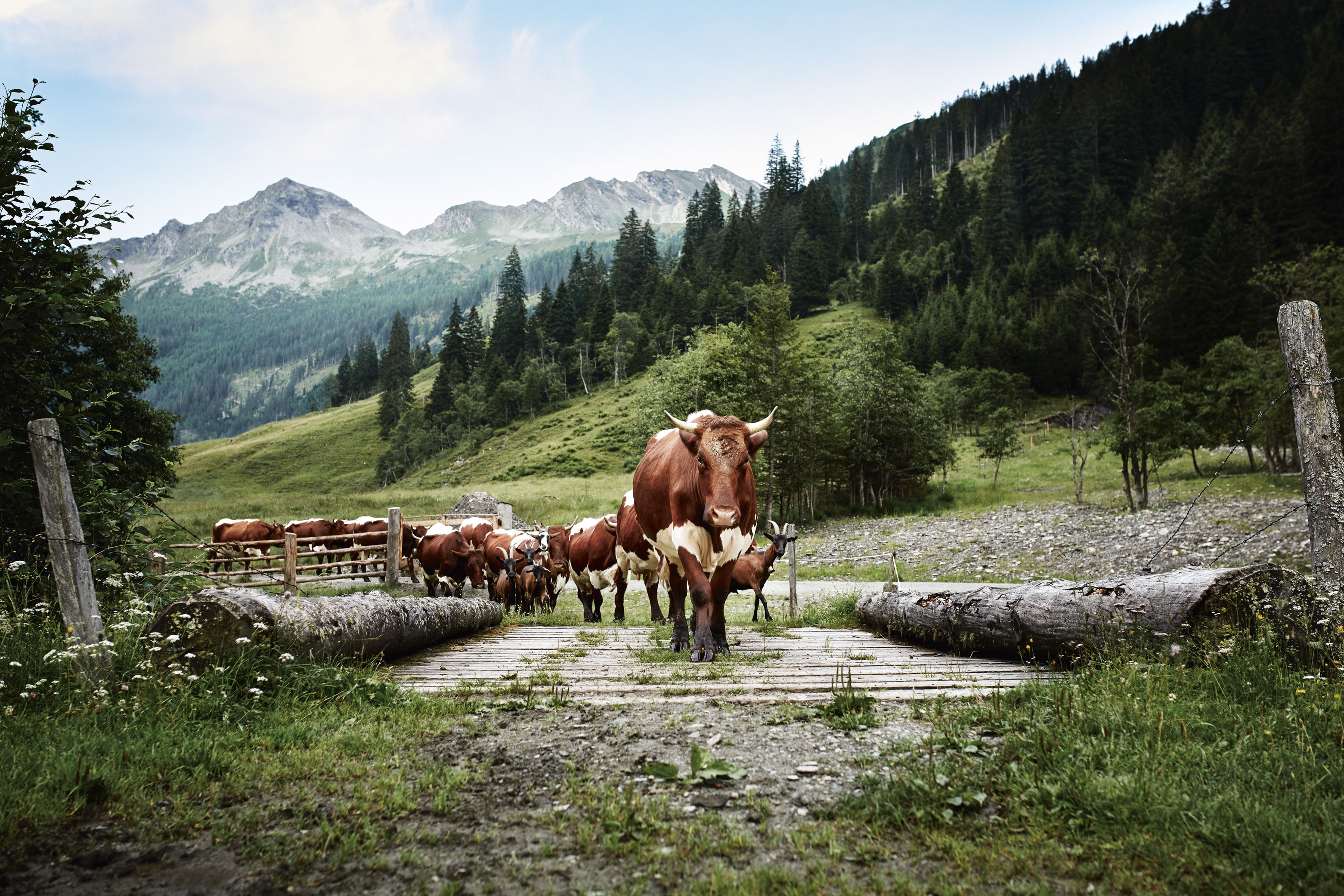 Original Pinzgauer-Kühe aus dem Hochgebirge