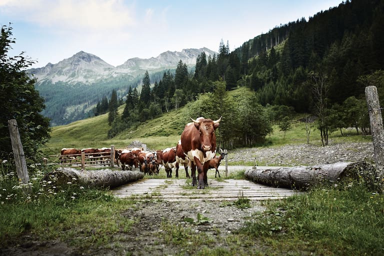 Original Pinzgauer-Kühe aus dem Hochgebirge