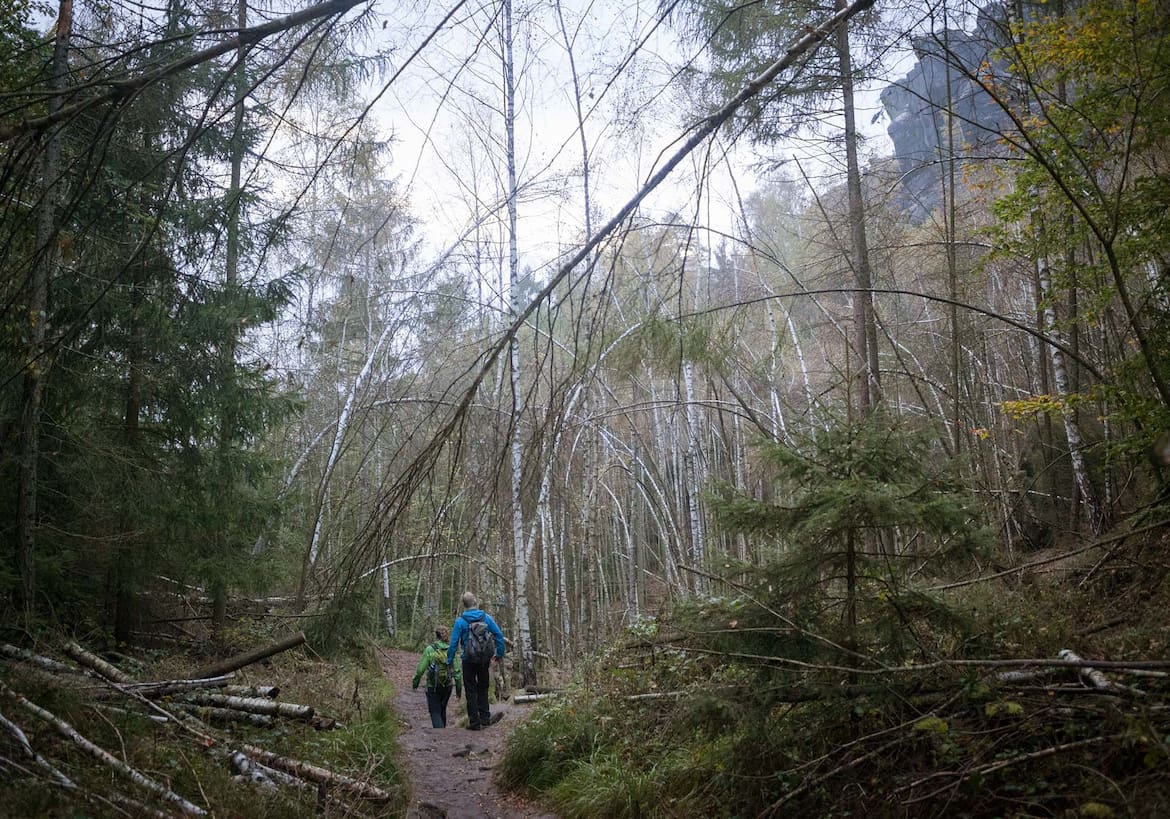 Zwei Wanderer spazieren durch den Wald.