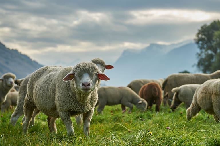 Schafe hüten auf dem Durannuhof im Wallis