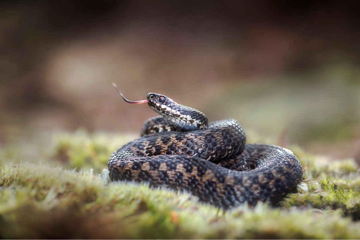 Angst vor Schlangen? | Bergwelten