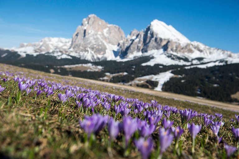 Mit der Beteiligung am „Nachhaltigkeitsprogramm Tourismus Südtirol“ investiert die Dolomitenregion Seiser Alm in eine nachhaltige Tourismuszukunft.