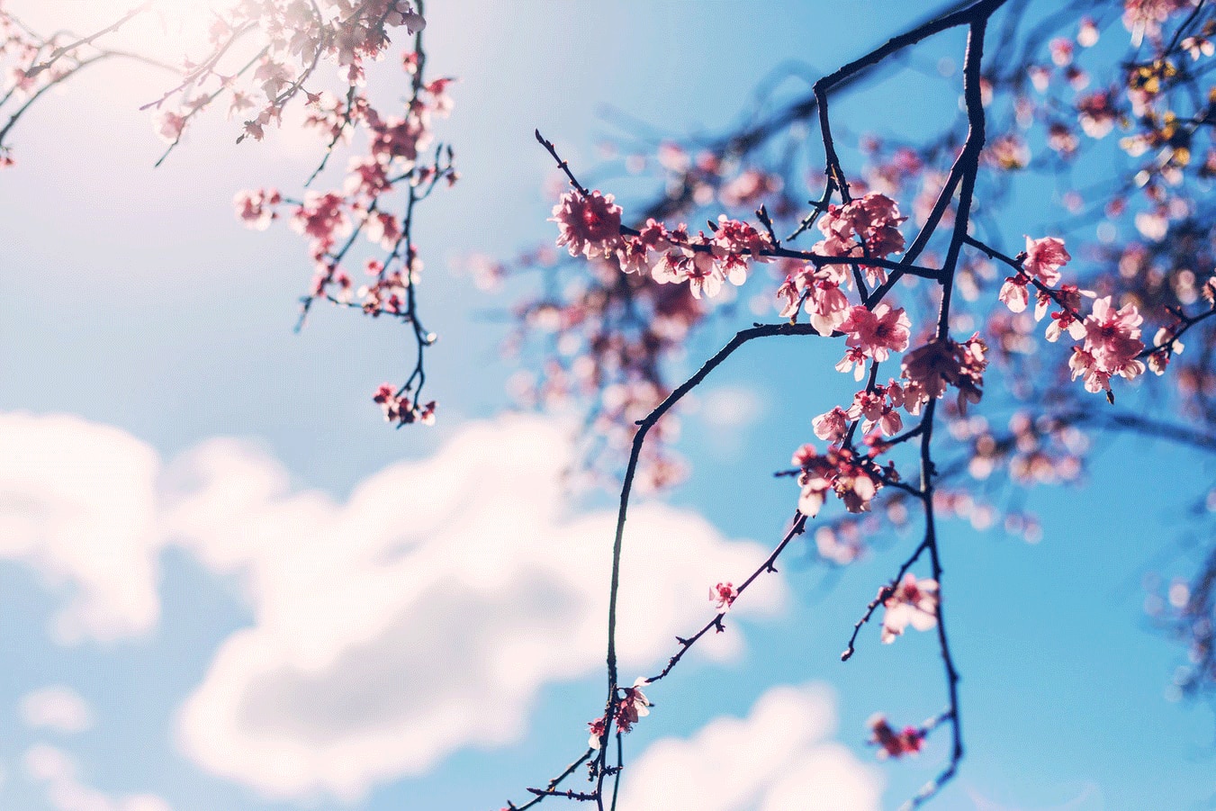 Blühender Kirschbaum im Frühling
