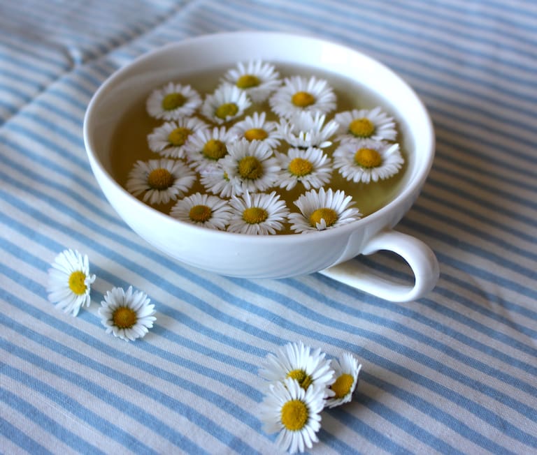 Gänseblümchen-Tee kann aus den frischen Blüten gemacht werden und ist eine willkommene Abwechslung in der Teekanne