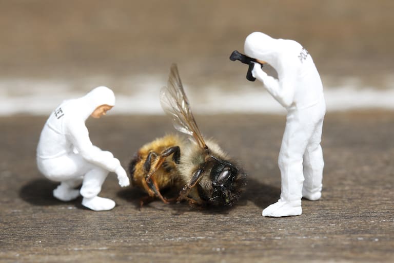Warum stirbt die Biene aus?