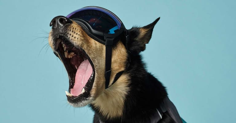 Mode für Hunde Hundebrille Rex Specs V2