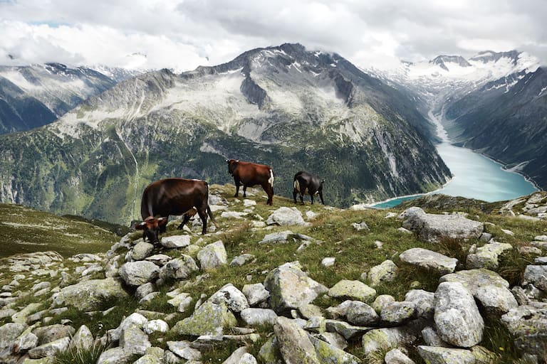 Die Tux-Zillertaler-Kühe aus Tirol