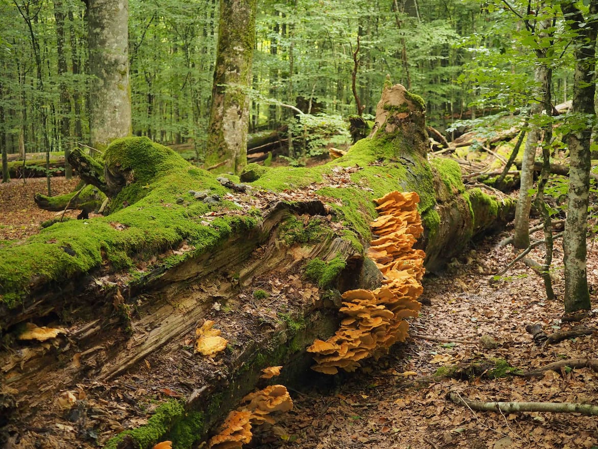 Im Nationalpark Bayerischer Wald und im Nachbar-Nationalpark Šumava findet man noch echte Urwälder.
