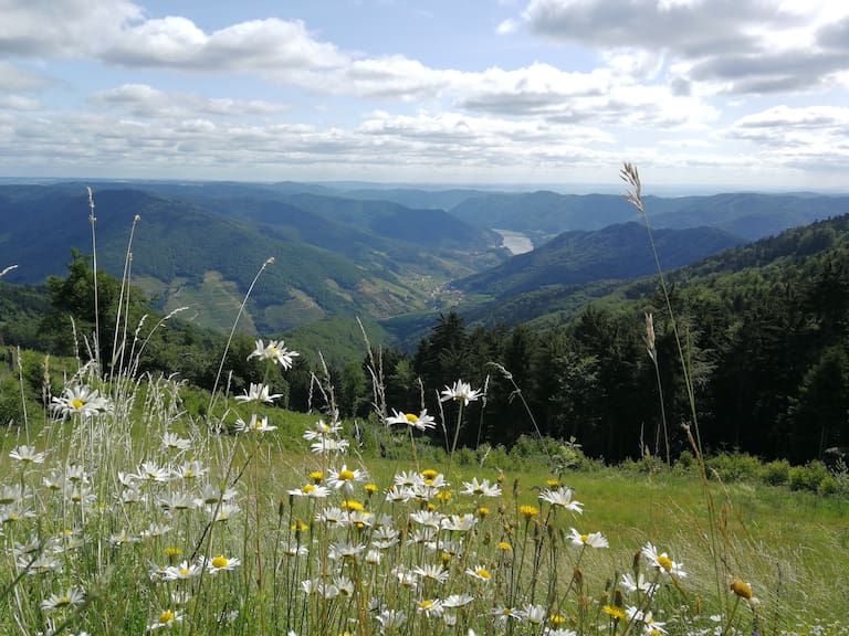 Aussicht vom Jauerling auf eine Blumenwiese und weiter ins Donautal