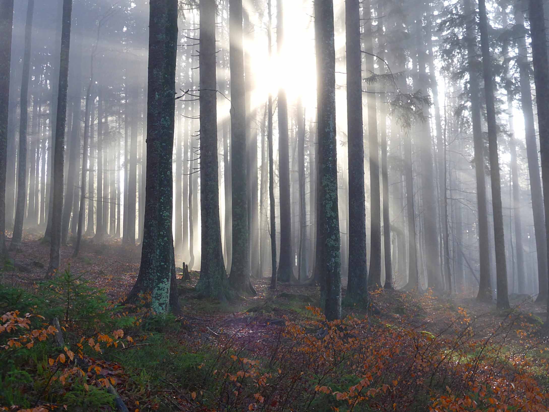 Wandern im Nationalpark Bayerischer Wald: Überschreitung des Rachel