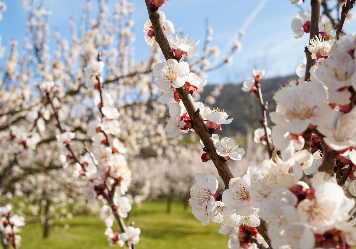 Frühlingserwachen in der Wachau mit der Marillenblüte