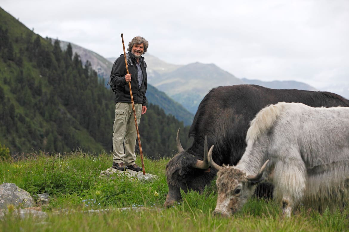 Yak-Auftrieb mit Reinhold Messner in Sulden