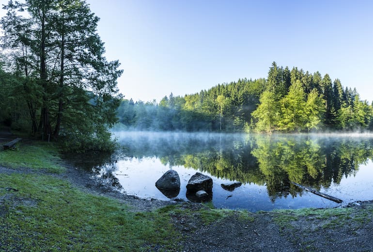 Steinhauserwald